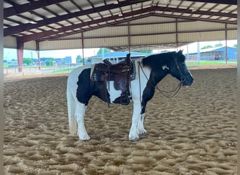 Gypsy Horse, Mare, 16 years, 15.1 hh, Tobiano-all-colors