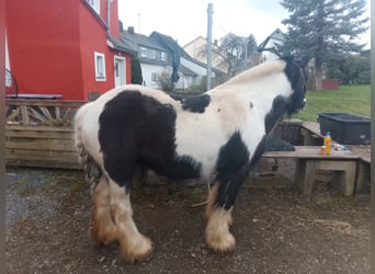 Gypsy Horse, Mare, 17 years, 12.1 hh, Pinto