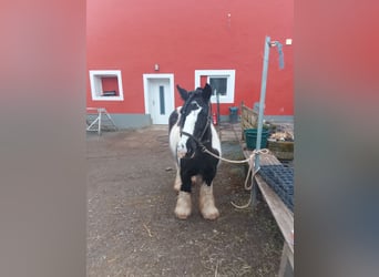 Gypsy Horse, Mare, 17 years, 12.1 hh, Pinto