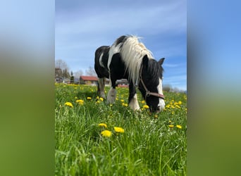 Gypsy Horse, Mare, 17 years, 13.2 hh, Pinto