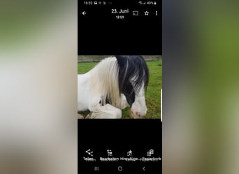 Gypsy Horse, Mare, 17 years, 14.2 hh, Pinto