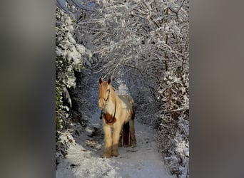 Gypsy Horse, Mare, 17 years, 14.2 hh, Pinto