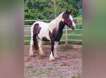 Gypsy Horse, Mare, 17 years, 15.2 hh, Pinto