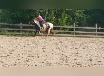 Gypsy Horse, Mare, 17 years, 15.2 hh, Pinto