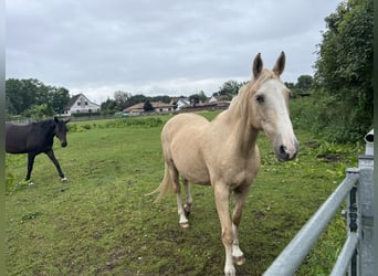 Gypsy Horse, Mare, 18 years, 14.2 hh, Palomino