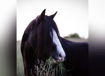 Gypsy Horse, Mare, 18 years, 15.1 hh, Black