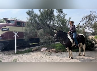 Gypsy Horse, Mare, 18 years, 15,1 hh, Tobiano-all-colors