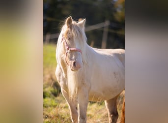 Gypsy Horse Mix, Mare, 19 years, 12.2 hh, Cremello