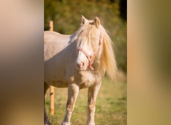 Gypsy Horse Mix, Mare, 19 years, 12.2 hh, Cremello