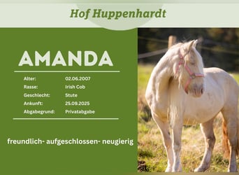 Gypsy Horse Mix, Mare, 19 years, 12,2 hh, Cremello