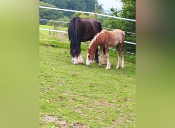 Gypsy Horse Mix, Mare, 1 year, 11.1 hh, Roan-Red