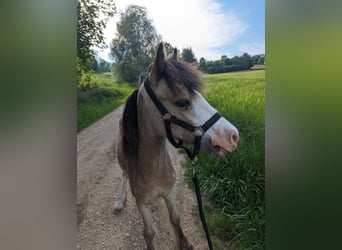 Gypsy Horse Mix, Mare, 1 year, 12.2 hh, Palomino