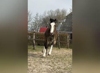 Gypsy Horse, Mare, 1 year, 13.2 hh, Buckskin