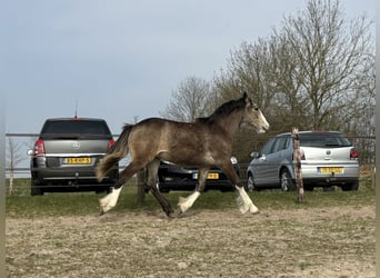 Gypsy Horse, Mare, 1 year, 13.2 hh, Buckskin