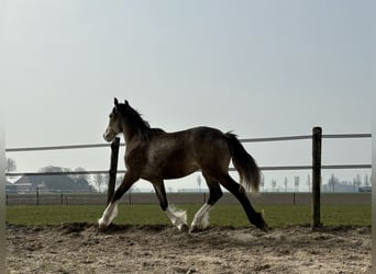 Gypsy Horse, Mare, 1 year, 13.2 hh, Buckskin