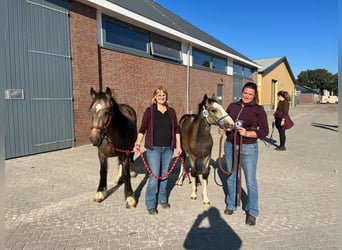 Gypsy Horse, Mare, 1 year, 13.2 hh, Buckskin