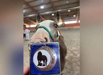 Gypsy Horse, Mare, 1 year, 13.2 hh, Buckskin