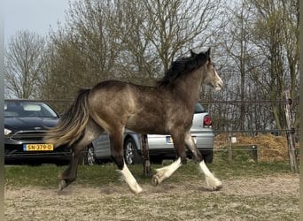 Gypsy Horse, Mare, 1 year, 13.2 hh, Buckskin