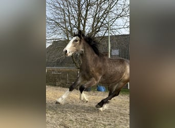 Gypsy Horse, Mare, 1 year, 13.2 hh, Buckskin