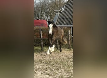 Gypsy Horse, Mare, 1 year, 13.2 hh, Buckskin