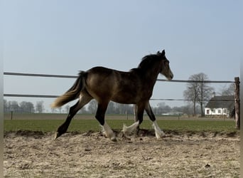 Gypsy Horse, Mare, 1 year, 13.2 hh, Buckskin