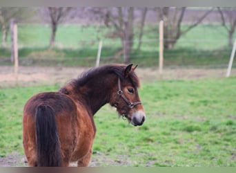Gypsy Horse Mix, Mare, 1 year, 14.1 hh, Brown