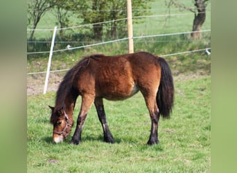 Gypsy Horse Mix, Mare, 1 year, 14.1 hh, Brown