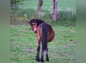 Gypsy Horse Mix, Mare, 1 year, 14.1 hh, Brown