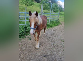 Gypsy Horse Mix, Mare, 1 year, 14.1 hh, Chestnut-Red