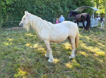 Gypsy Horse, Mare, 1 year, 14,1 hh, Palomino