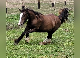 Gypsy Horse, Mare, 1 year, 14.2 hh