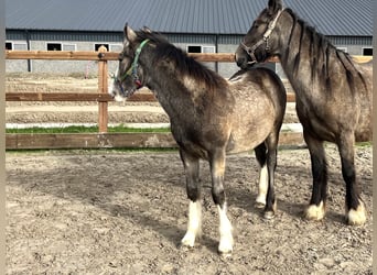 Gypsy Horse, Mare, 1 year, 14,2 hh, Buckskin