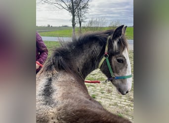 Gypsy Horse, Mare, 1 year, 14,2 hh, Buckskin