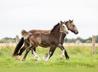 Gypsy Horse, Mare, 1 year, 14,2 hh, Buckskin