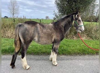 Gypsy Horse, Mare, 1 year, 14,2 hh, Buckskin