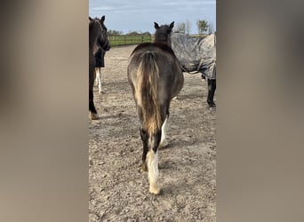 Gypsy Horse, Mare, 1 year, 14,2 hh, Buckskin