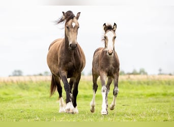 Gypsy Horse, Mare, 1 year, 14,2 hh, Buckskin