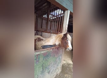 Gypsy Horse, Mare, 1 year, 14.2 hh, Pinto