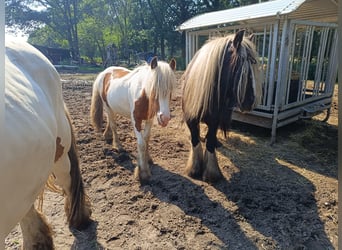 Gypsy Horse, Mare, 1 year, 14.2 hh, Pinto