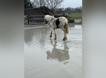 Gypsy Horse, Mare, 1 year, 14.2 hh, Pinto