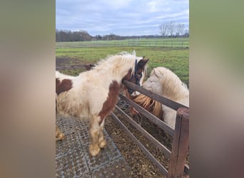 Gypsy Horse, Mare, 1 year, 14.2 hh, Pinto