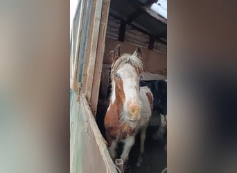 Gypsy Horse, Mare, 1 year, 14.2 hh, Pinto