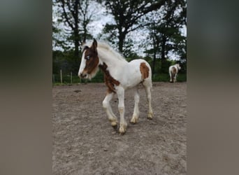Gypsy Horse, Mare, 1 year, 14.2 hh, Pinto