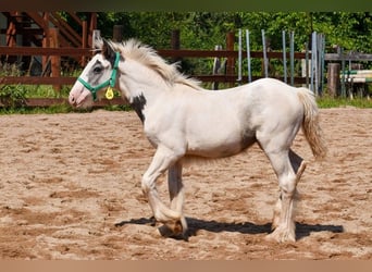 Gypsy Horse, Mare, 1 year, 14.2 hh, Pinto