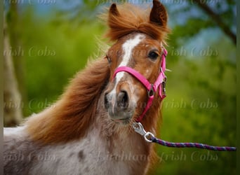Gypsy Horse, Mare, 1 year, 14.2 hh, Roan-Red