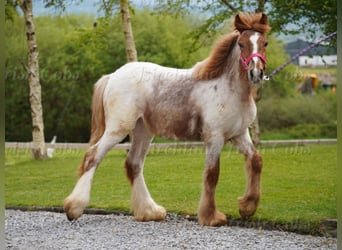 Gypsy Horse, Mare, 1 year, 14.2 hh, Roan-Red