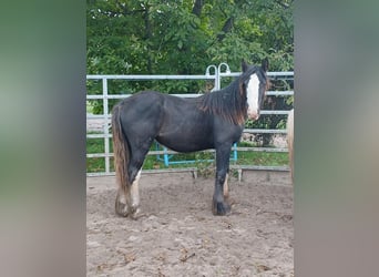 Gypsy Horse, Mare, 1 year, 14,3 hh, Brown