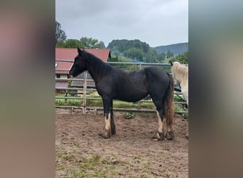 Gypsy Horse, Mare, 1 year, 14,3 hh, Brown