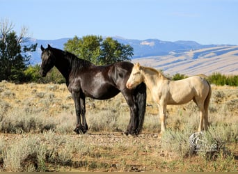 Gypsy Horse Mix, Mare, 1 year, 14 hh, Black