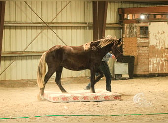 Tinker Mix, Stute, 1 Jahr, 14 hh, Rappe